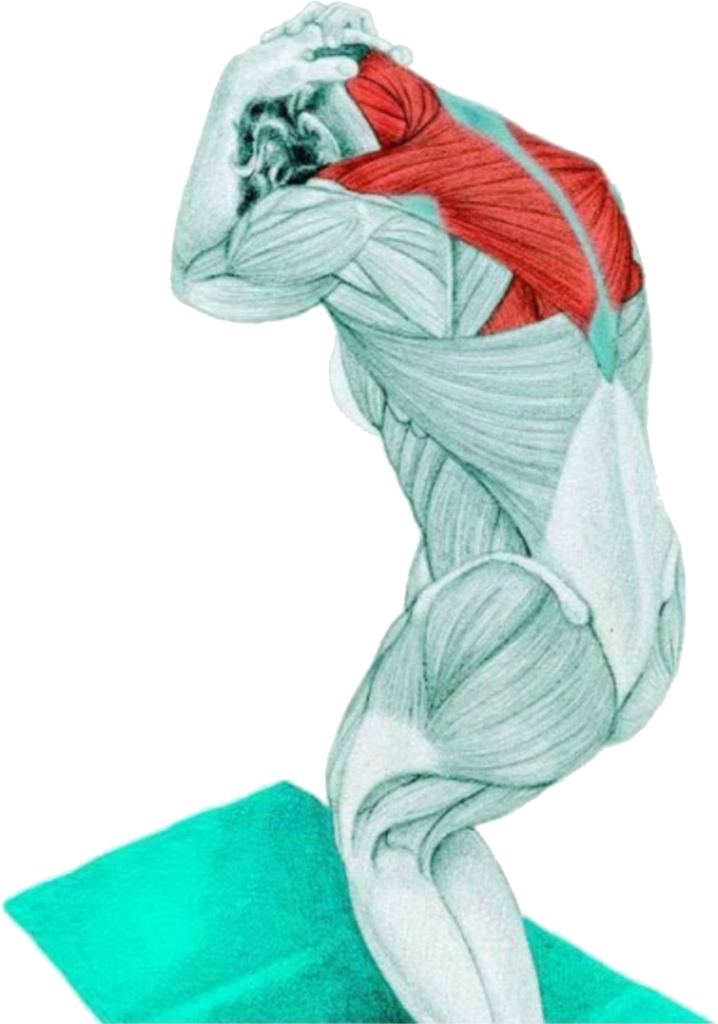 14 Myswimpro Stretch Standing Assisted Neck Flextion - Standing Assisted Neck Flexion Stretch (718x1024), Png Download