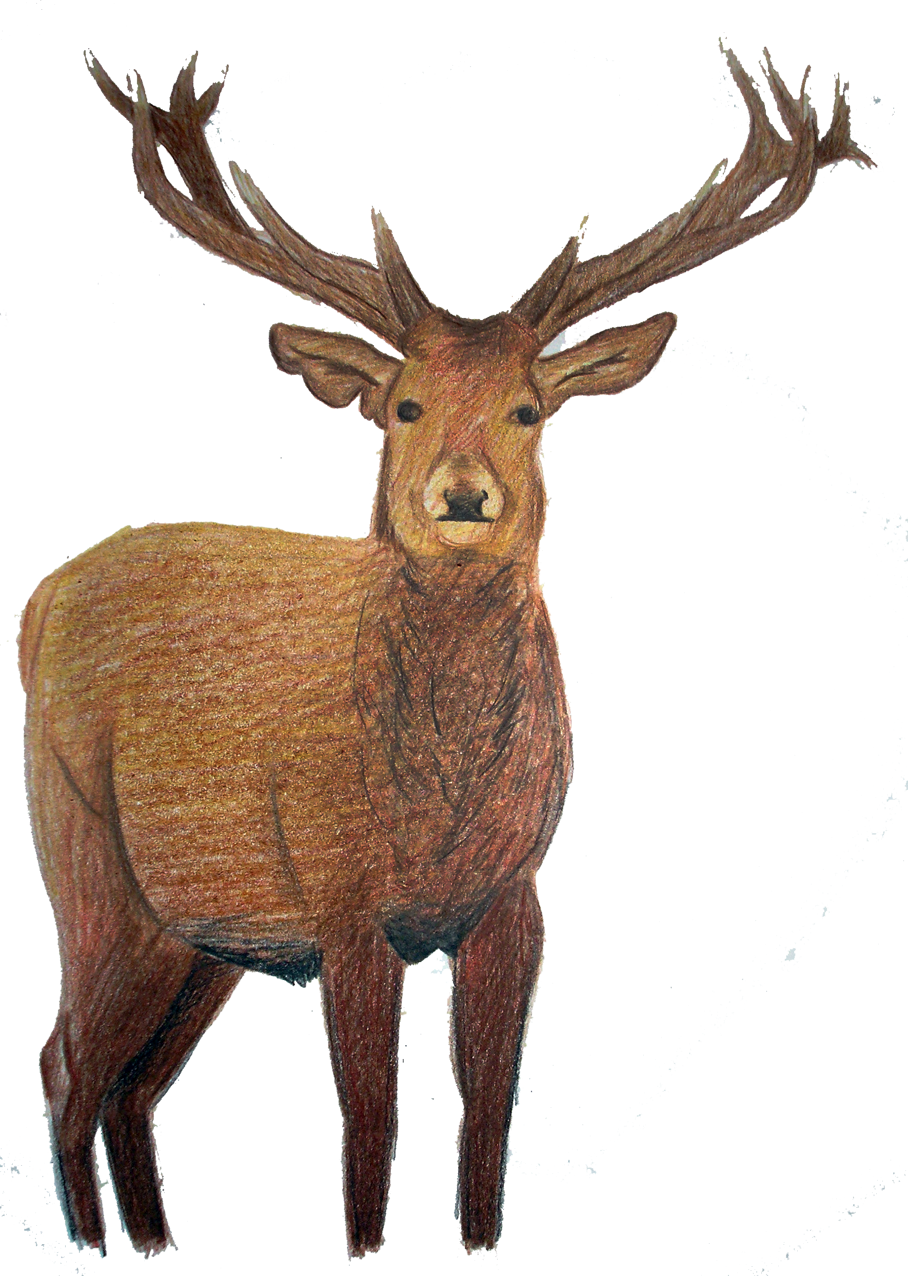 I - Elk (1770x2488), Png Download