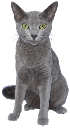 Why Choose A Russian Blue Cat To Be The Star Of Your - Russian Blue Cat Png (250x500), Png Download