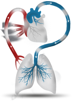 Methamphetamine Use Can Weaken The Heart, Preventing - Illustration (456x412), Png Download
