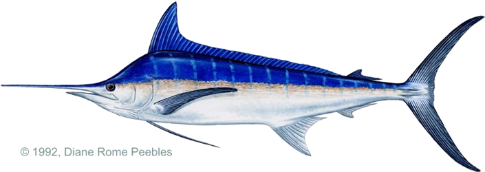 Igfa World Record - Blue Marlin (720x300), Png Download