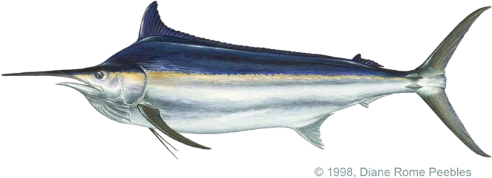 Blue And Black Marlin (720x310), Png Download