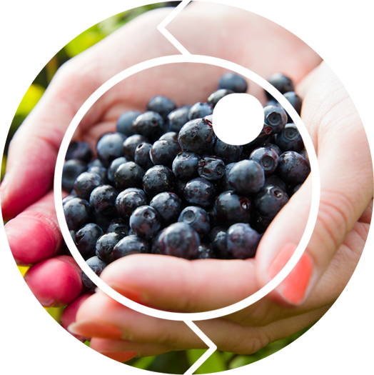 Click Açaí - Blueberry (524x525), Png Download