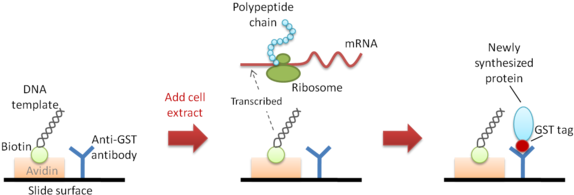 Diagram Of Nappa - Free Vs Membrane Proteins (600x207), Png Download
