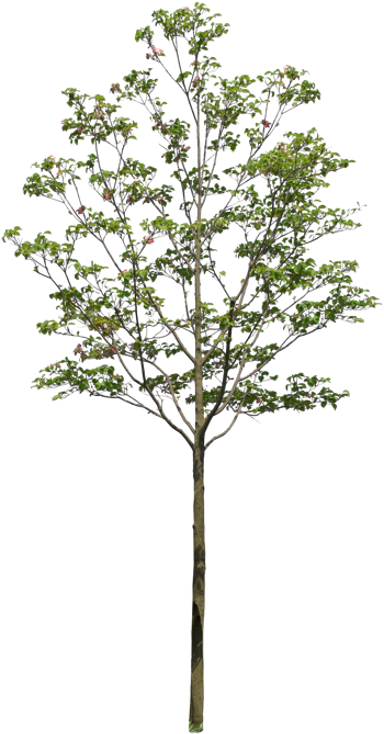 Pond Pine (390x700), Png Download