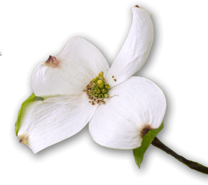 The Bike Path At Dogwood Canyon Is Easy And Paved The - Flower (409x375), Png Download