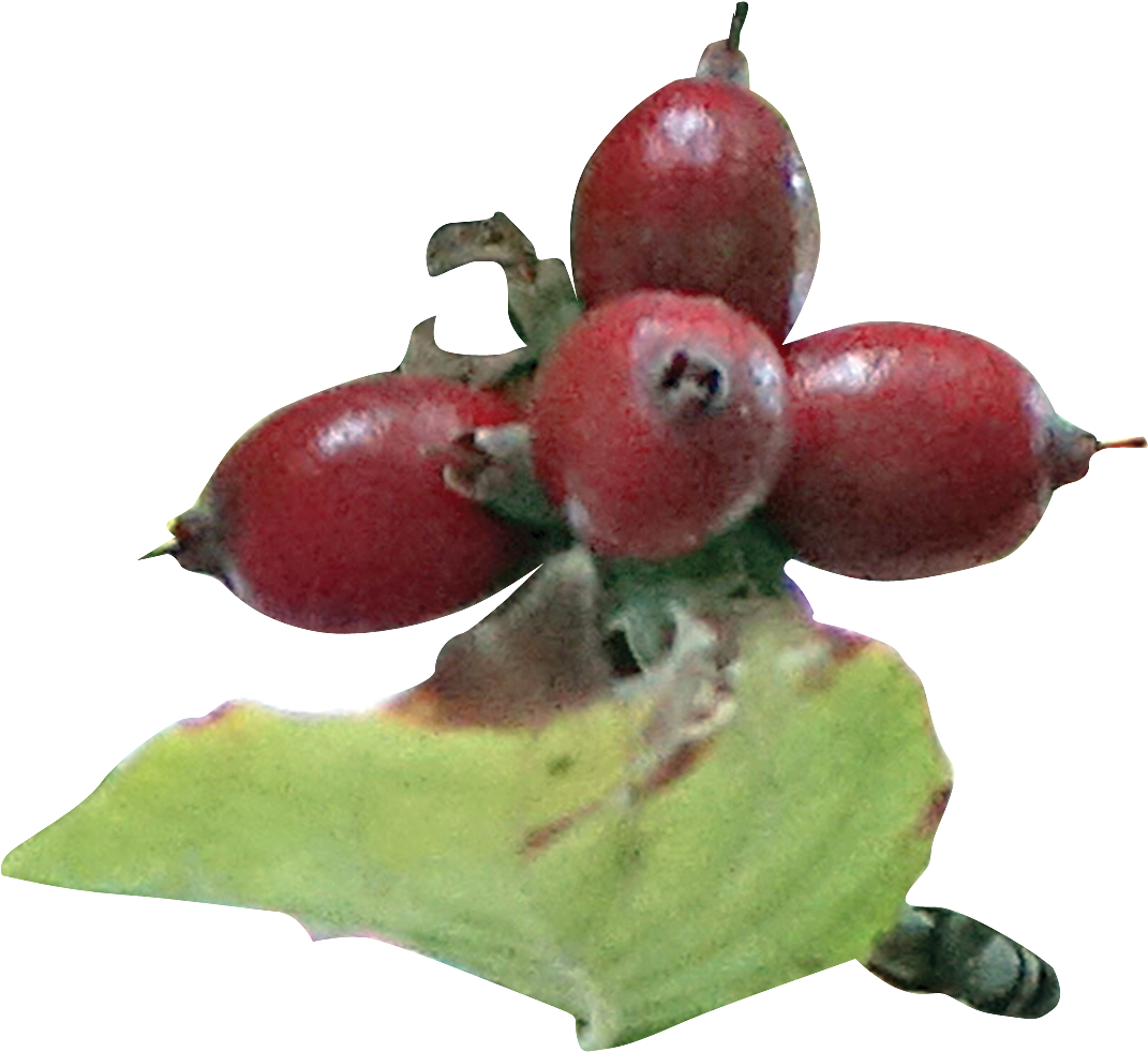 Fruit - Rose Hip (1356x1094), Png Download