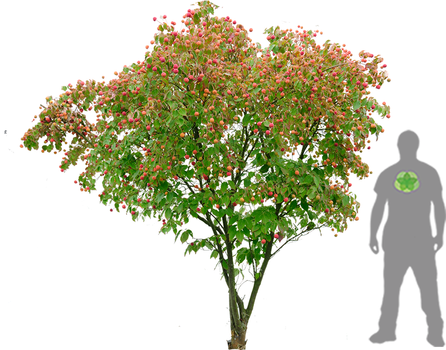 Dogwood Japonaise - Cornus Kousa Png (900x1200), Png Download