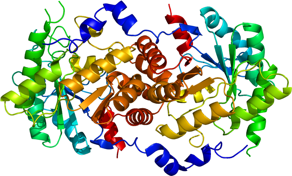 Protein Alad Pdb 1e51 (1068x663), Png Download