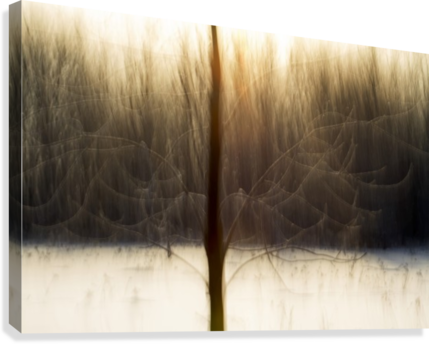 Motion Blur Of Trees - Québec (429x344), Png Download