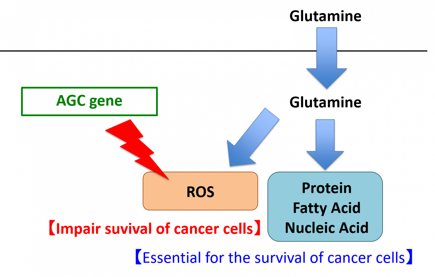 Cancer Cell Metabolism Glutamine (1500x955), Png Download