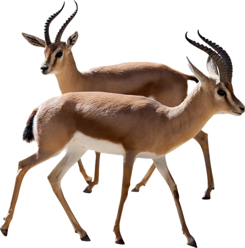 Gazelle Png Photos - Gazelle Png (495x500), Png Download