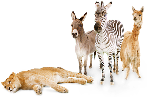 Ultra-high Quality Green Screen Stock Video Of Exotic - Exotic Animal With Transparent Background (481x320), Png Download