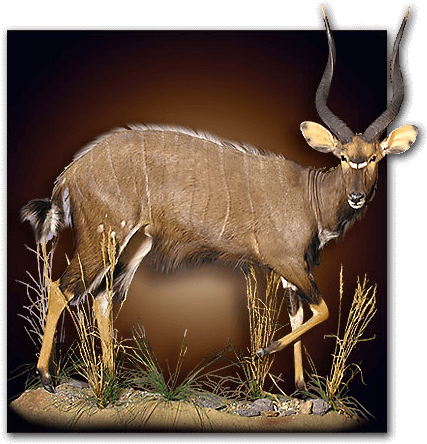 Antelope (500x500), Png Download