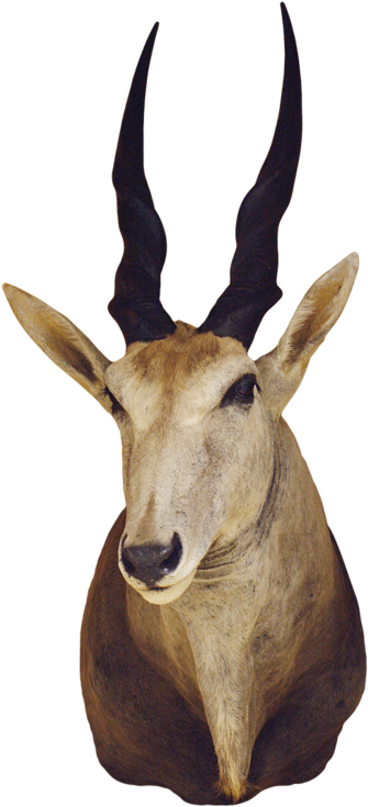 3371m Antelope Shoulder Mount - Collezione (550x825), Png Download