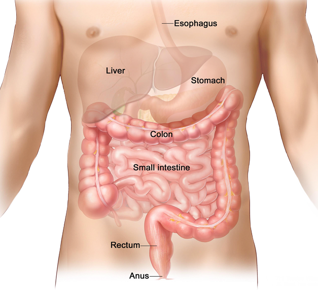 Benefits Of Colon Hydrotherapy - Anus In Human Body (627x572), Png Download