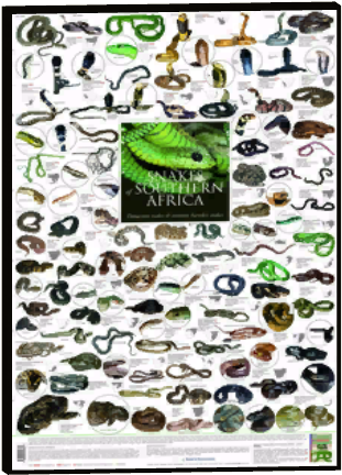 Zoo Animal Posters 14 - Snakes In South Africa Poster (435x435), Png Download