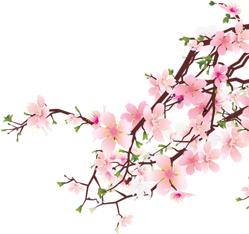 Women Of The Old Testament 14 In-depth Bible Studies (503x593), Png Download