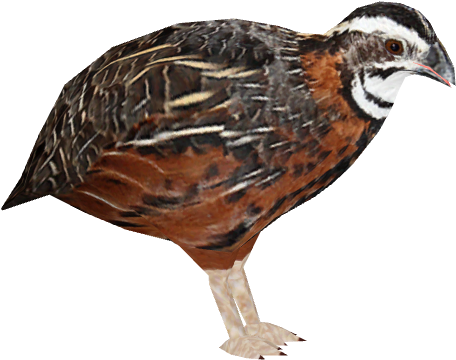 Harlequin Quail 1 - Quail (480x480), Png Download