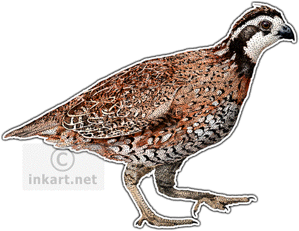 Northern Bobwhite Quail Decal - Northern Bobwhite Quail Png (590x455), Png Download