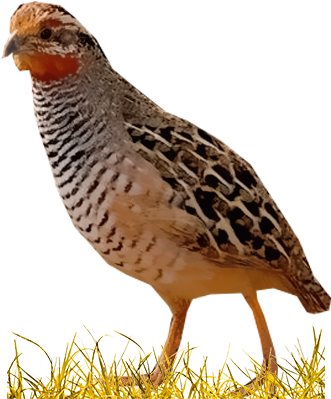 Turkey (400x400), Png Download
