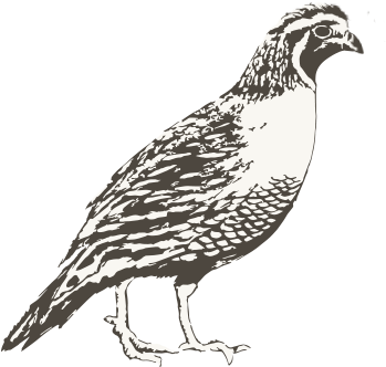Imported Quail (419x428), Png Download