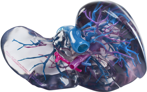 Anatomical Models - Stratasys J750 (528x305), Png Download