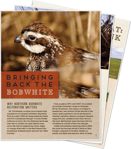 Some Arkansas Residents Never Have Heard The Whistle - Song Sparrow (500x568), Png Download
