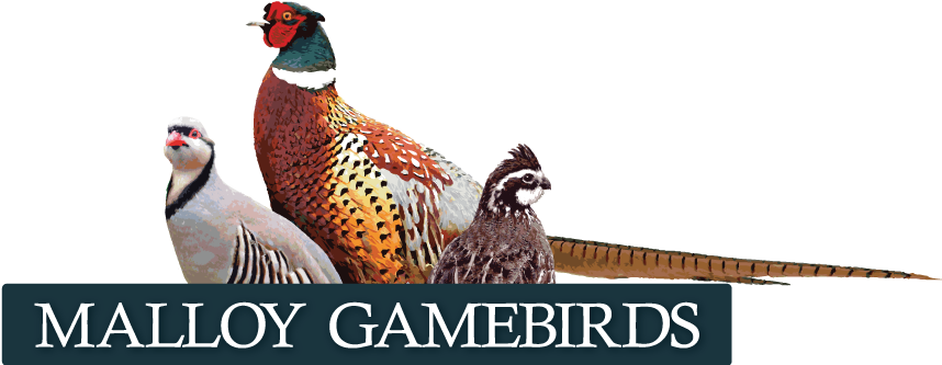 Iowa Bobwhite Quail, Pheasant And Chukar - Australian Broadcasting Corporation (1048x335), Png Download