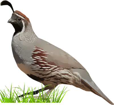 Gambel's Quail - Quail (400x400), Png Download