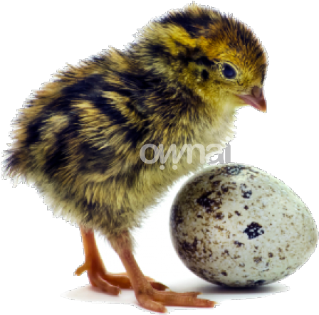 Loading - Victor Chickens (740x500), Png Download