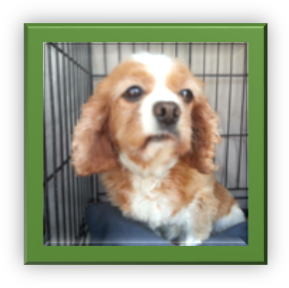 Then Again, My World Changed - Cocker Spaniel (424x421), Png Download