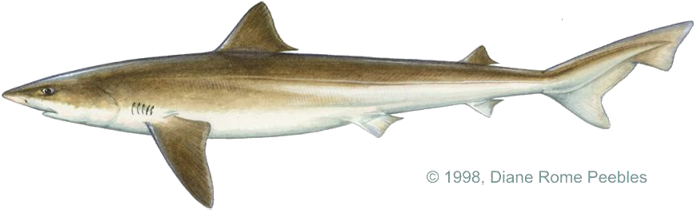 Triakidae Family - Tope Shark (720x234), Png Download