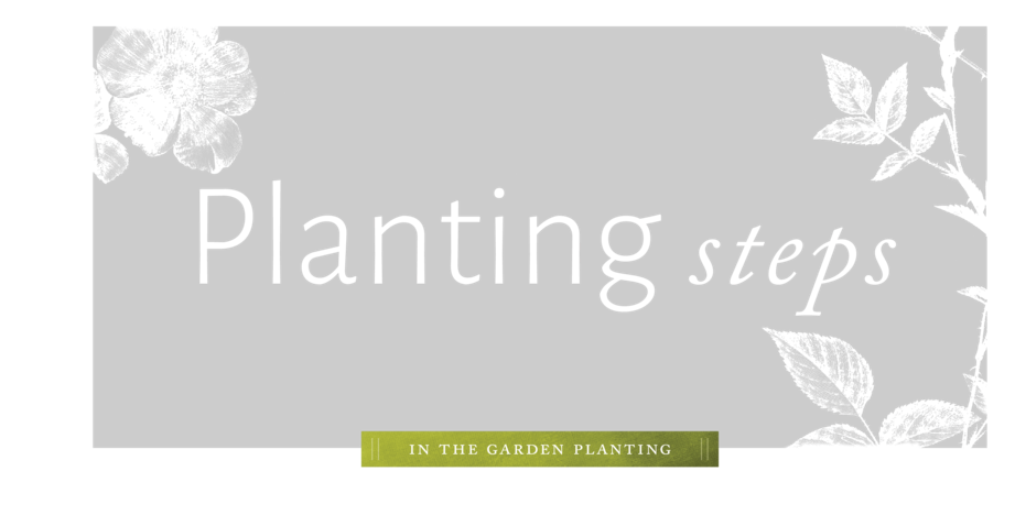Planting - Rose (1000x600), Png Download