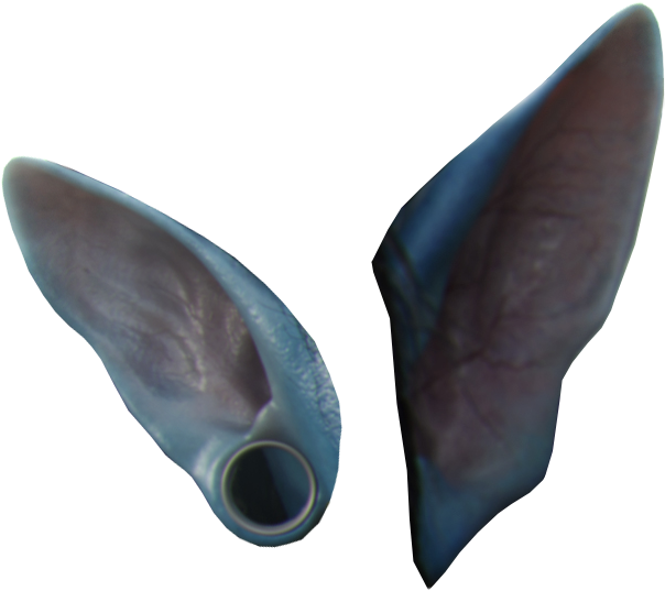 Step - Avatar Na Vi Ears (741x654), Png Download