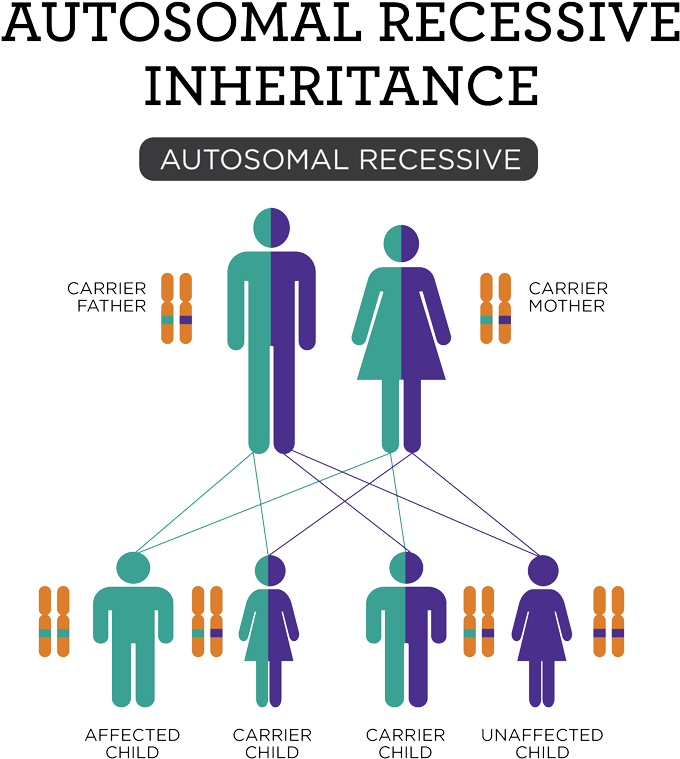 Recessive-01 - Martha Stewart's New Pies And Tarts (1000x880), Png Download