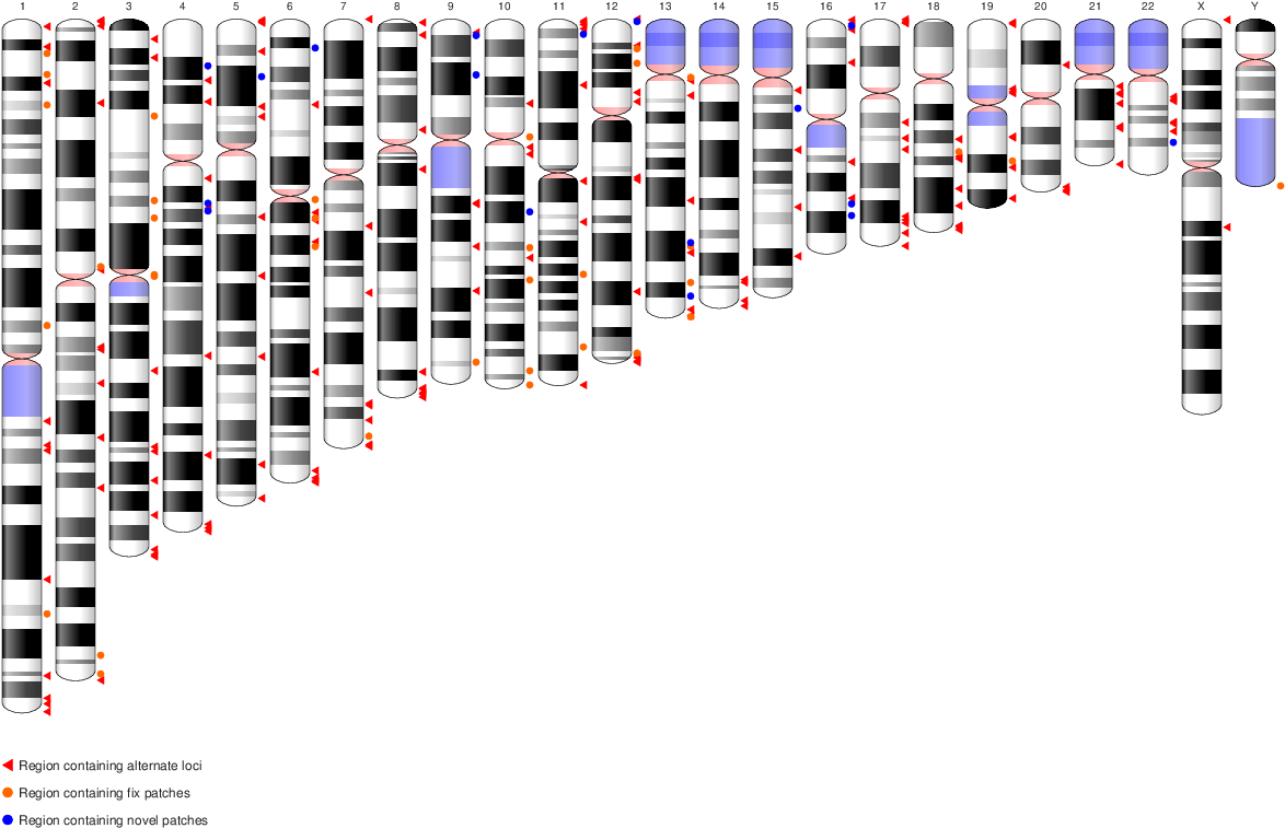 Ideogram Grch38p4 - Reference Genome (1211x796), Png Download
