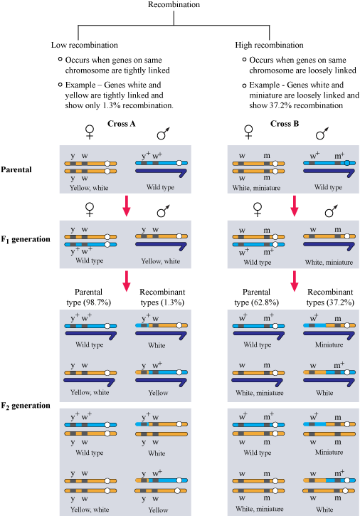 5 6 09 Lp Ruchika Bio - Linkage And Recombination Class 12 (506x725), Png Download