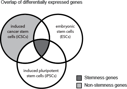 A Set Of Genes Which Are Upregulated In Induced Cancer - Cancer Stem Cell Stemness (441x309), Png Download