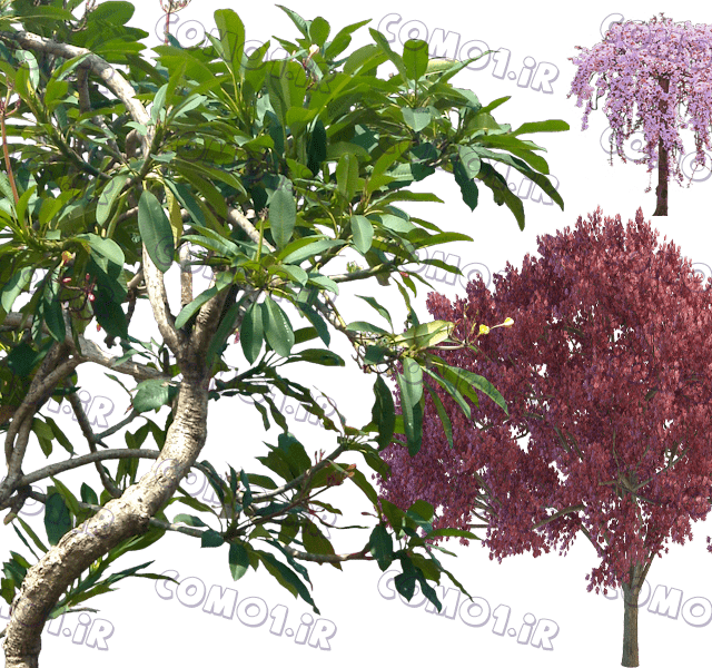 Tree 2 - Plumeria Rubra Png (640x600), Png Download