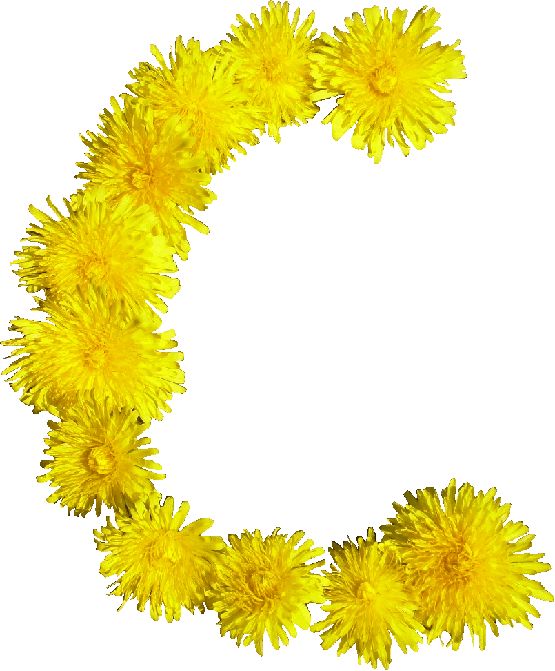 File - Blumen-c - Blumen C (805x972), Png Download