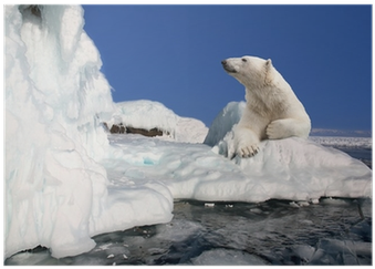 Polar Bear Standing On The Ice Block Poster • Pixers® - Polar Bear (400x400), Png Download