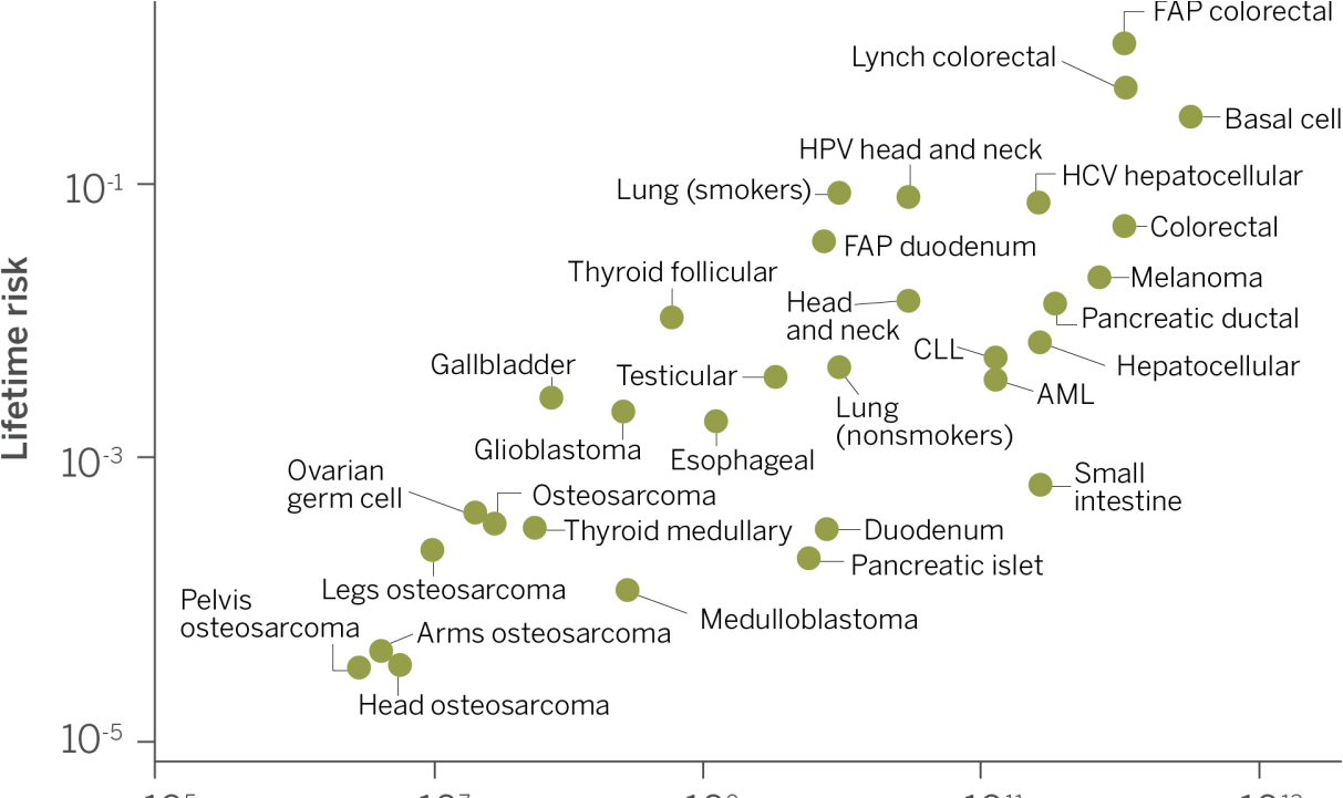 As The Number Of Stem Cell Divisions In A Tissue Rises, - Cancer (1280x720), Png Download