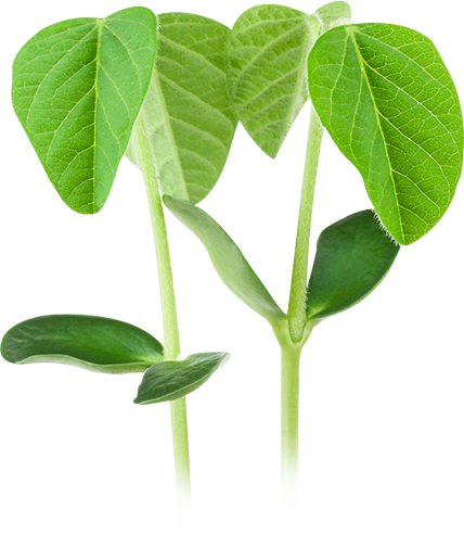 Soja Planta Png - Planta De Soja Imagen Png (428x492), Png Download
