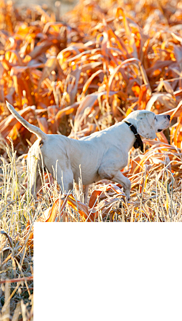 Wingshooting Article W Mask-6 - Hunting Dog (365x642), Png Download