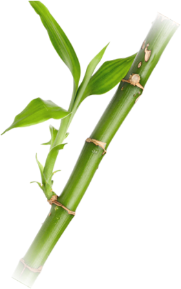Componentes De Una Planta - Bambu Png (286x446), Png Download