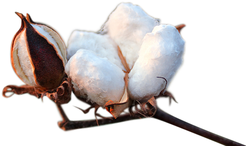 Cotton Transparent - Fibra De Algodon Png (566x330), Png Download