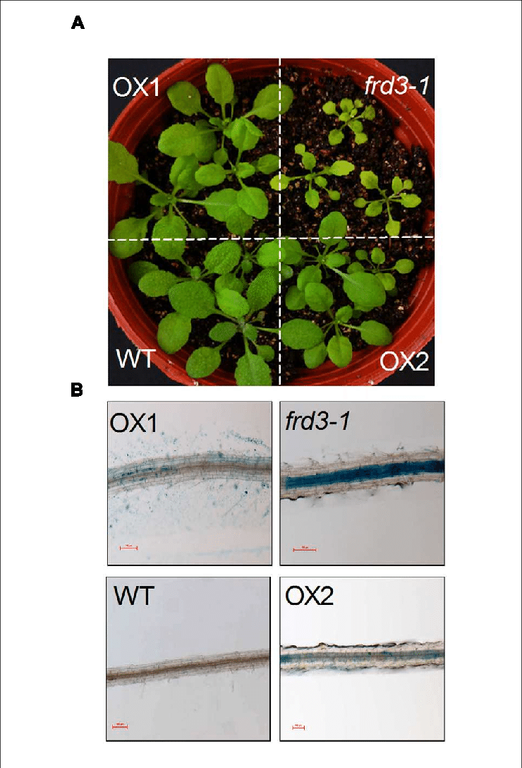 In Planta Complementation Assay Of Vumate1 In Fe Nutrition - Mock Strawberry (740x1088), Png Download