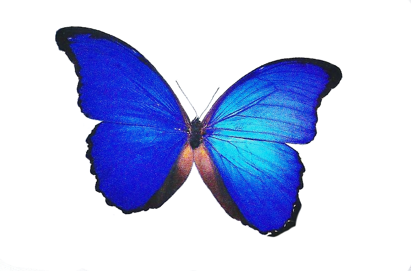 Imagens Png - Borboletas - Cyaniris (844x557), Png Download