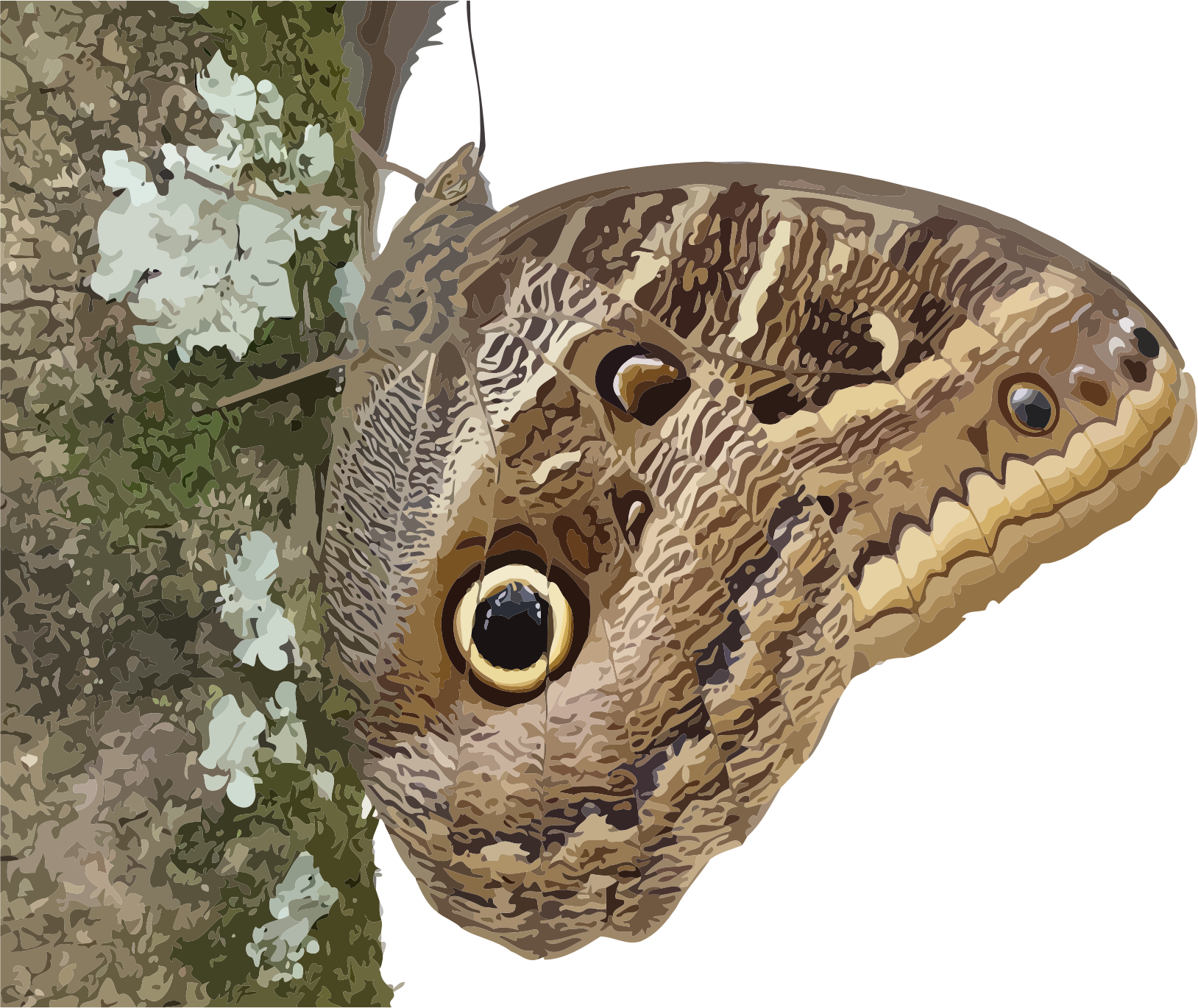 This Free Icons Png Design Of Caligo Beltrao (1628x1370), Png Download